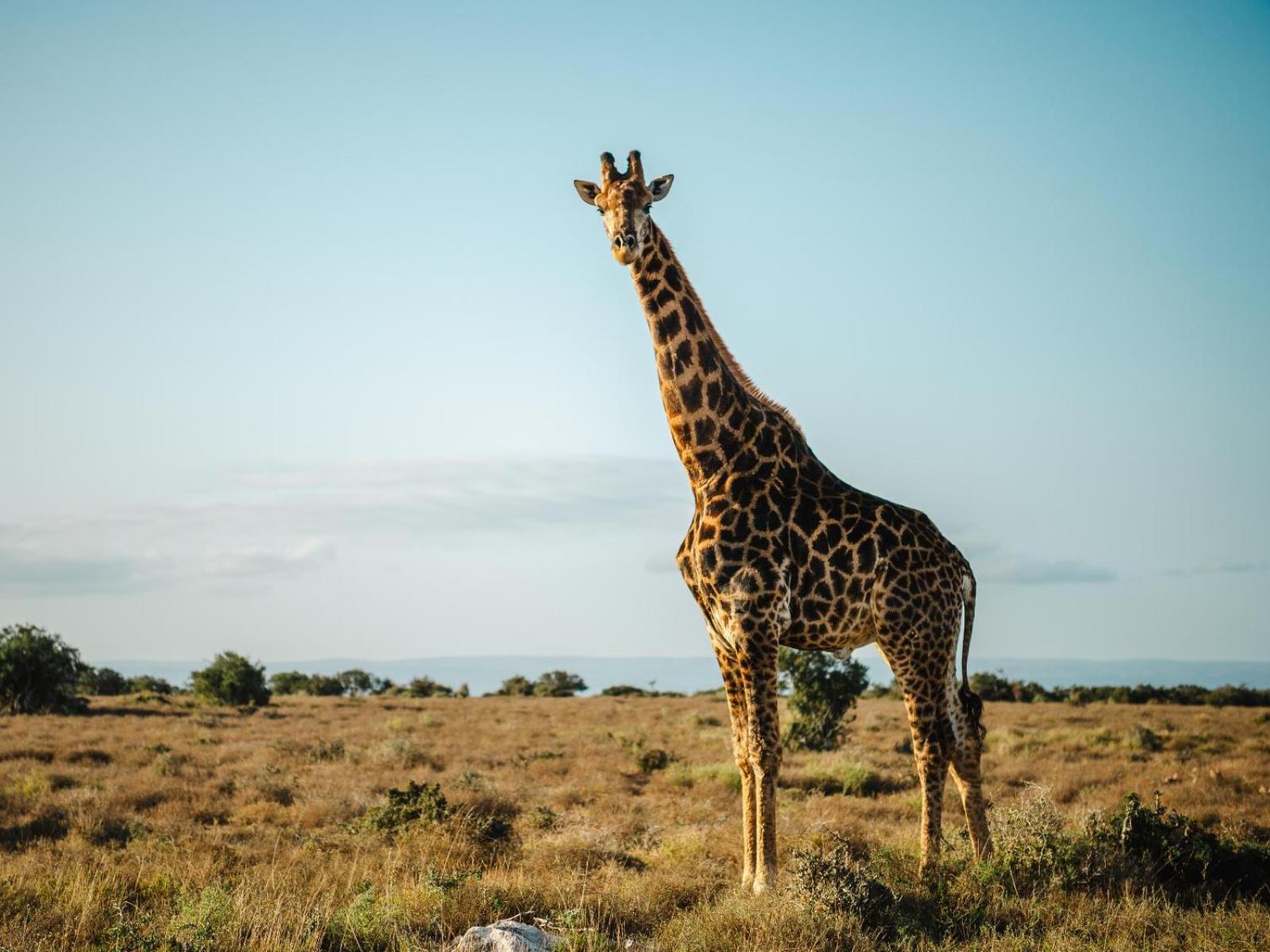 Longhill Reserve Addo Kültér fotó